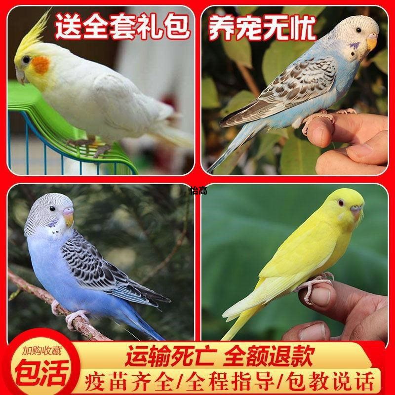 虎皮鹦鹉一对颜色随机发货